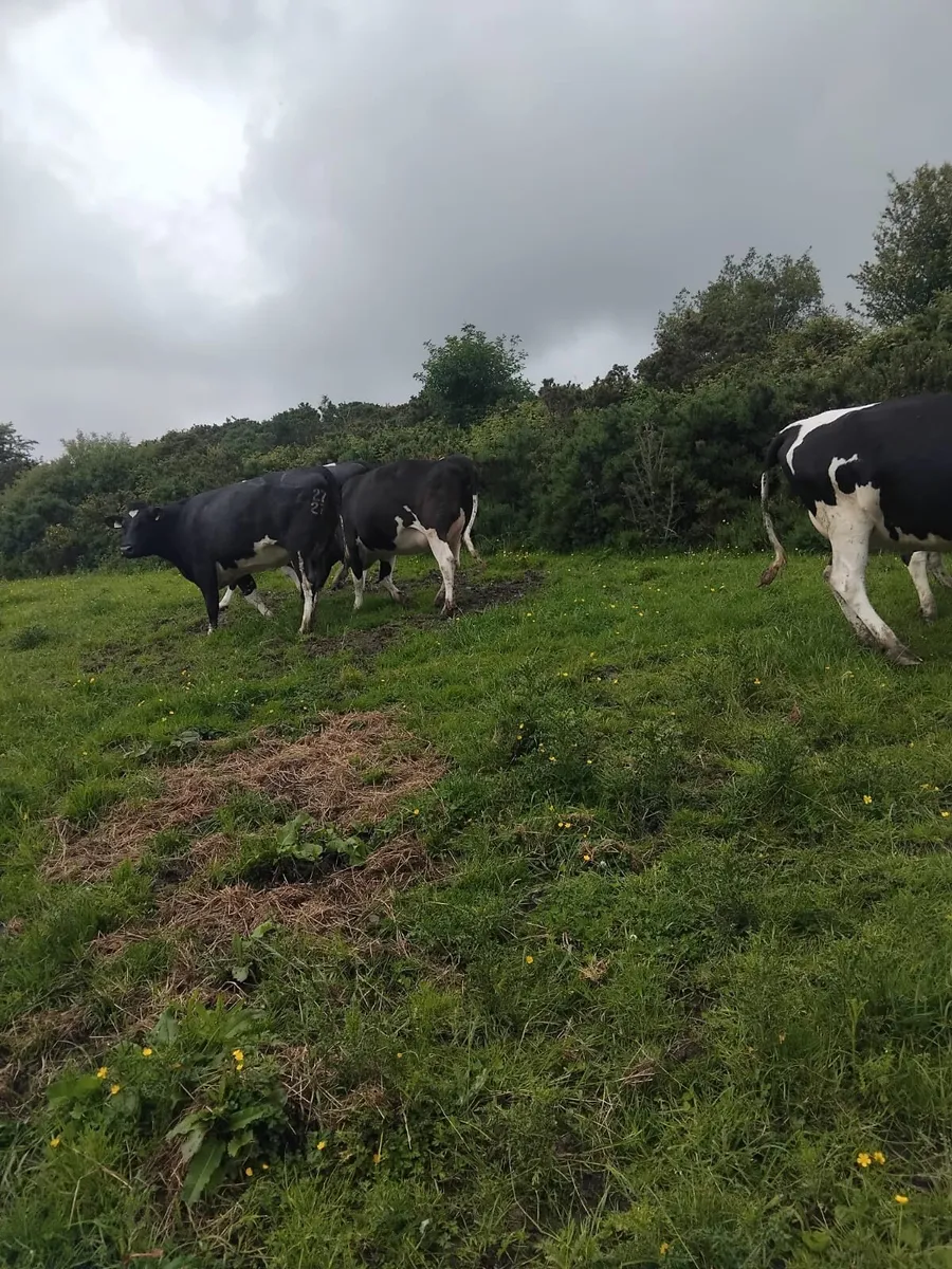 Br freisan incalf heifers - Image 4