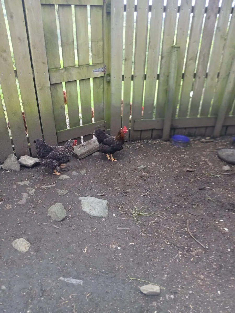 Two laying hens - Image 1