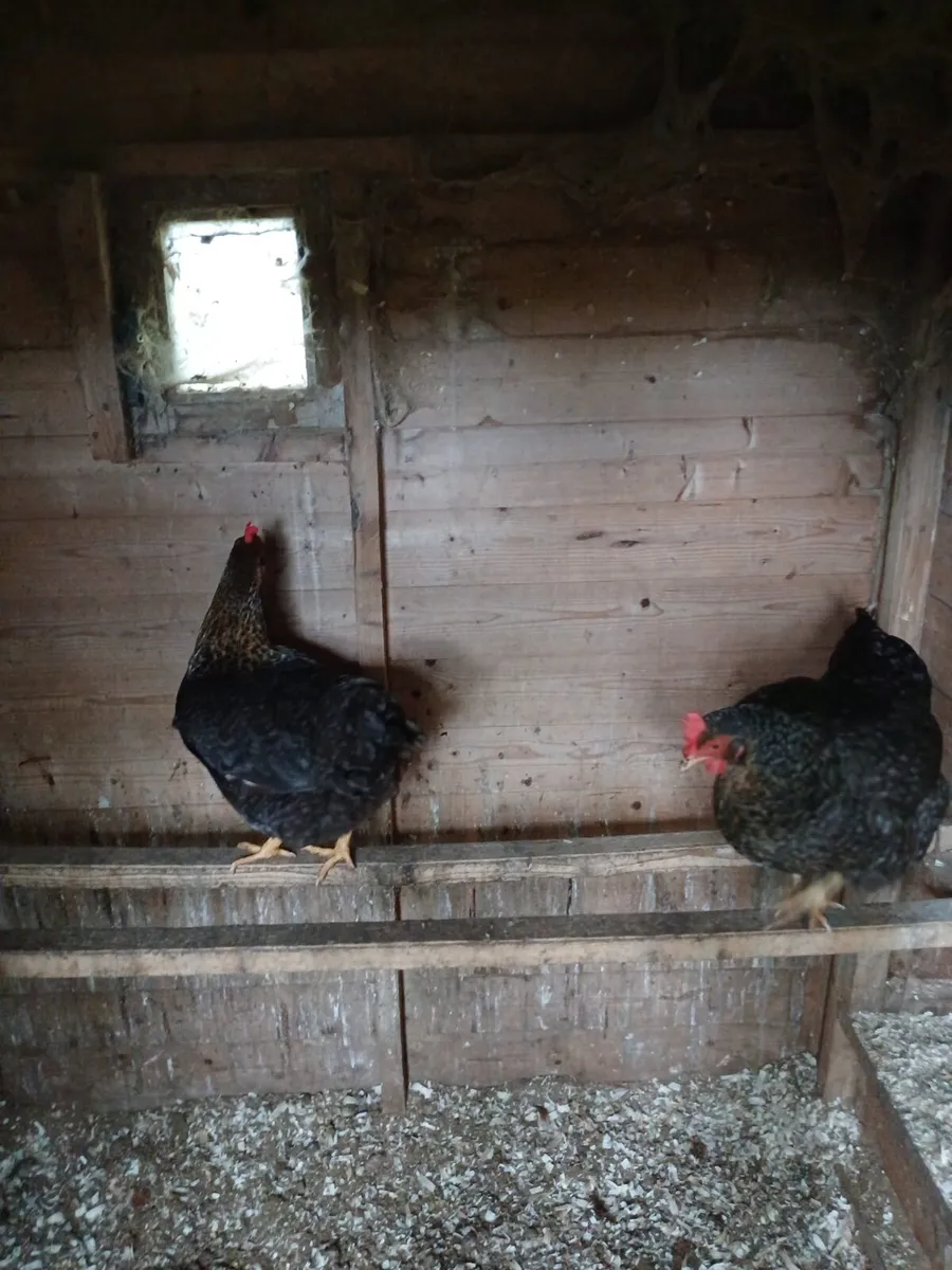 Two laying hens - Image 2