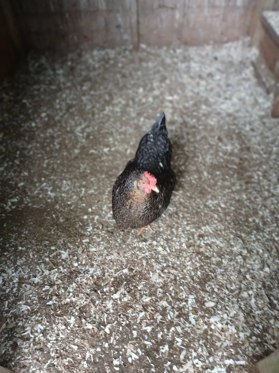 Two laying hens - Image 4