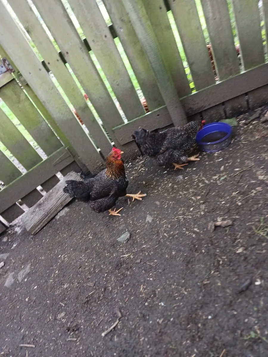 Two laying hens - Image 3