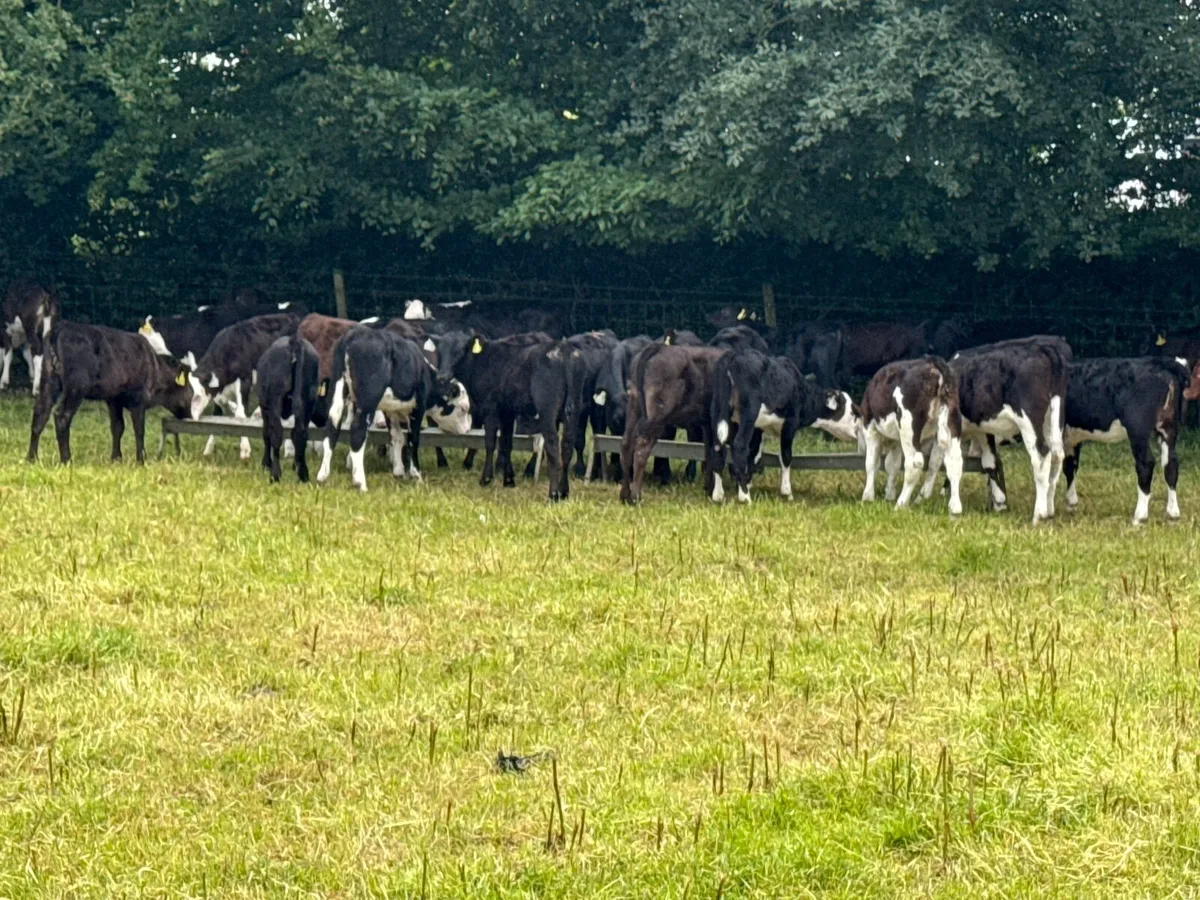 52 Fully Reared Angus & Hereford Heifer Calves - Image 4