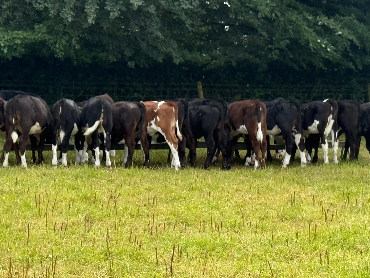 52 Fully Reared Angus & Hereford Heifer Calves - Image 3