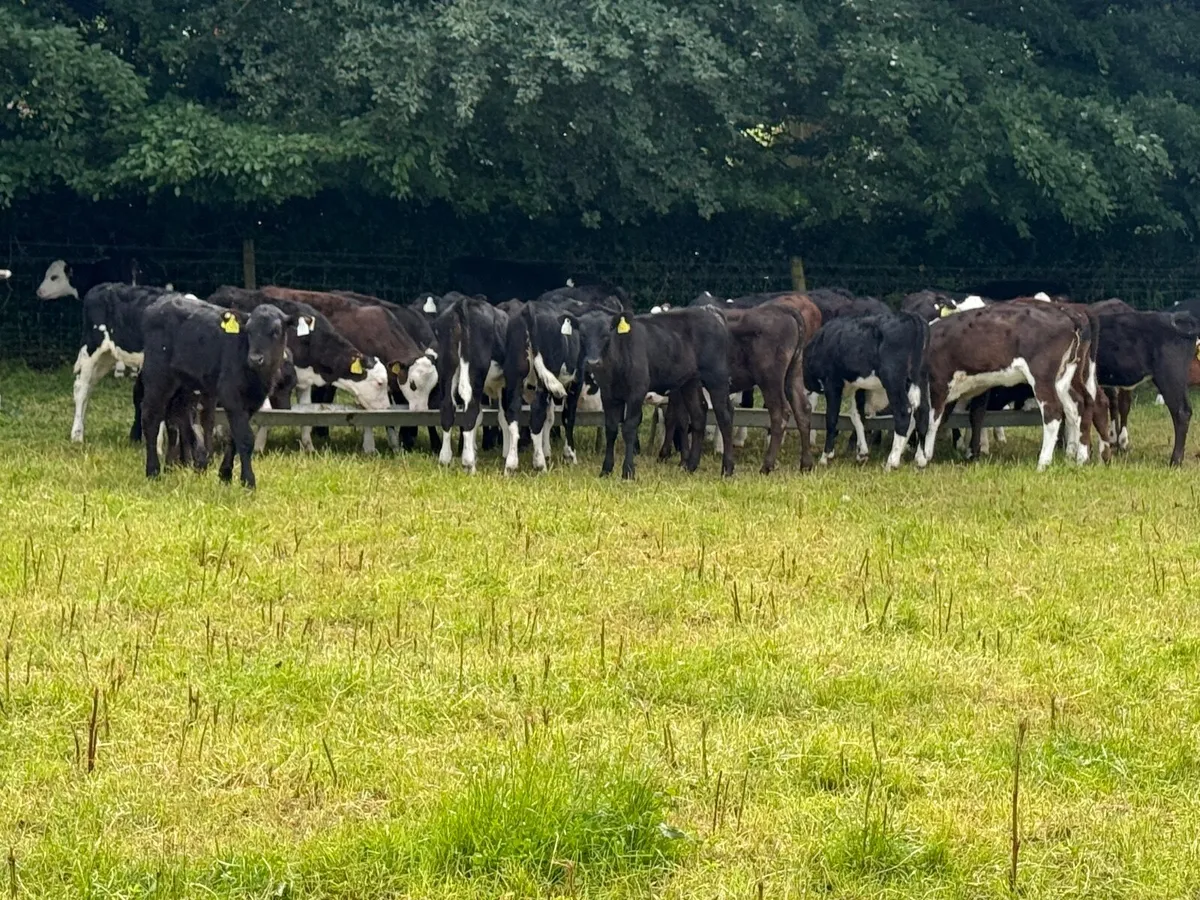 52 Fully Reared Angus & Hereford Heifer Calves - Image 1