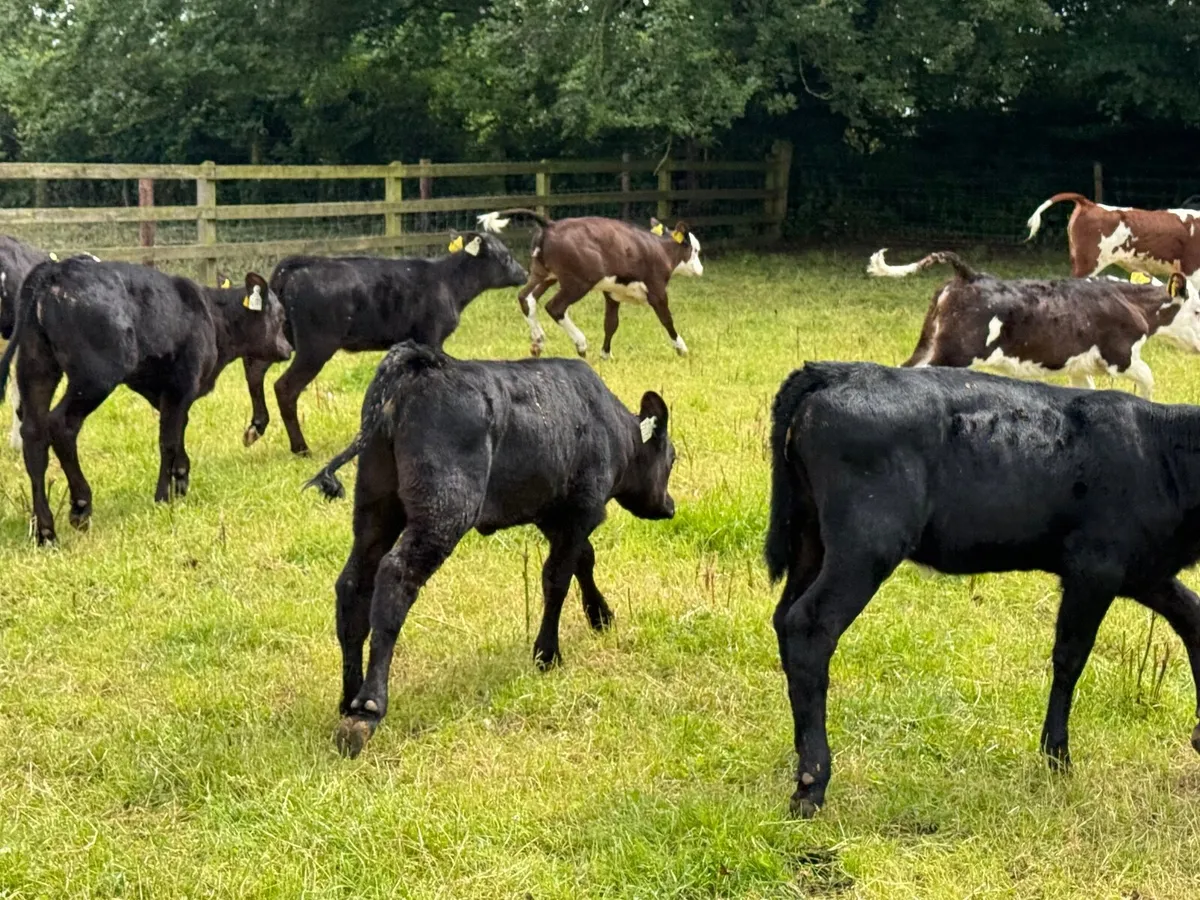 52 Fully Reared Angus & Hereford Heifer Calves - Image 2