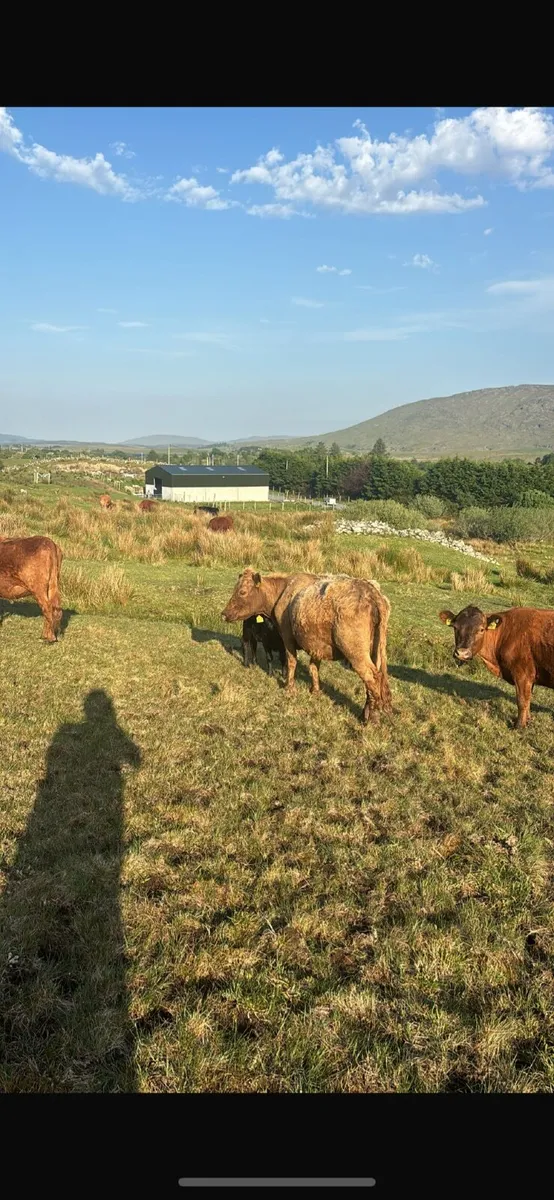 Dexter cattle - Image 3