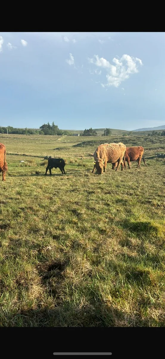 Dexter cattle - Image 4