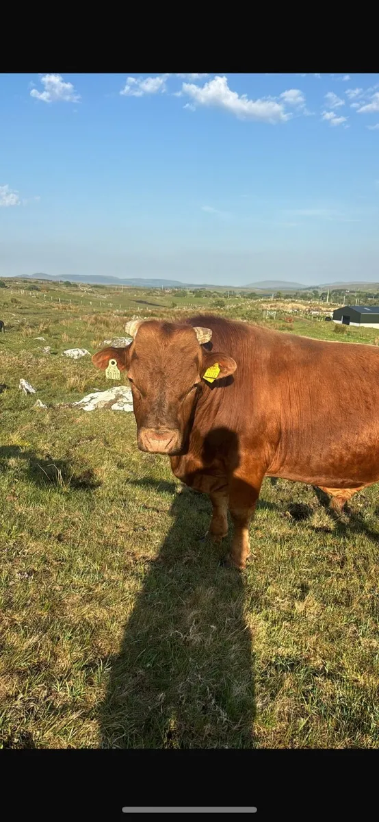 Dexter cattle - Image 2