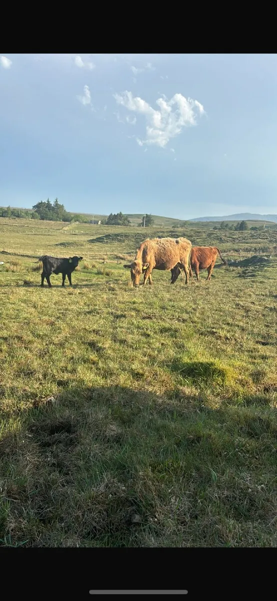Dexter cattle - Image 3