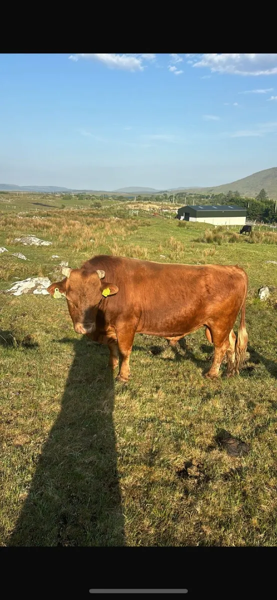 Dexter cattle - Image 1