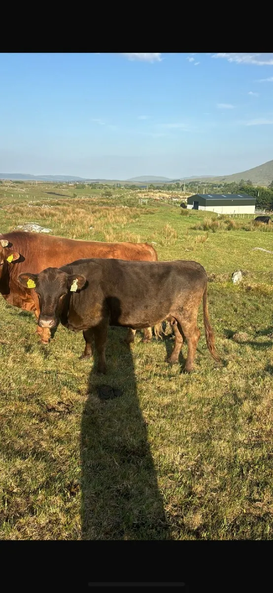 Dexter cattle - Image 4