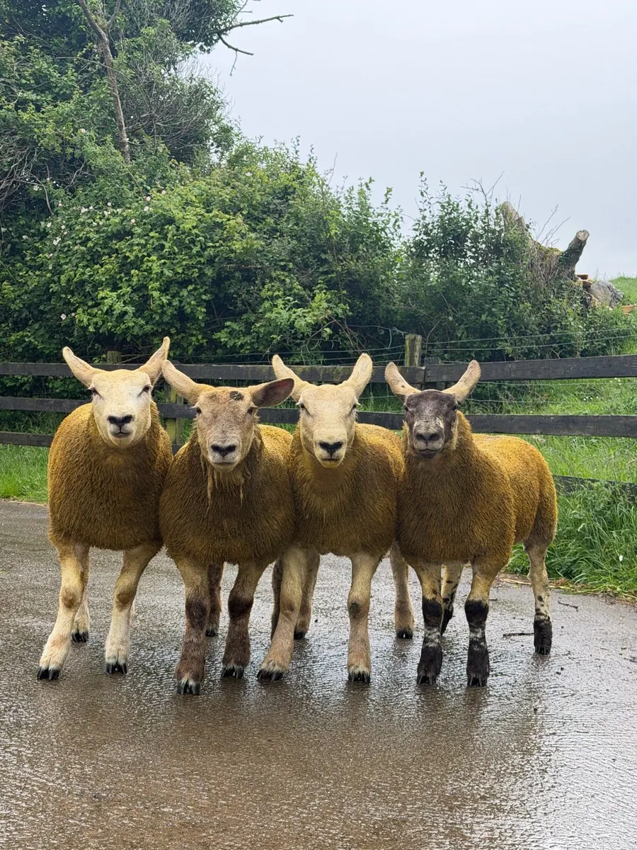 Show ewe lambs - Image 1