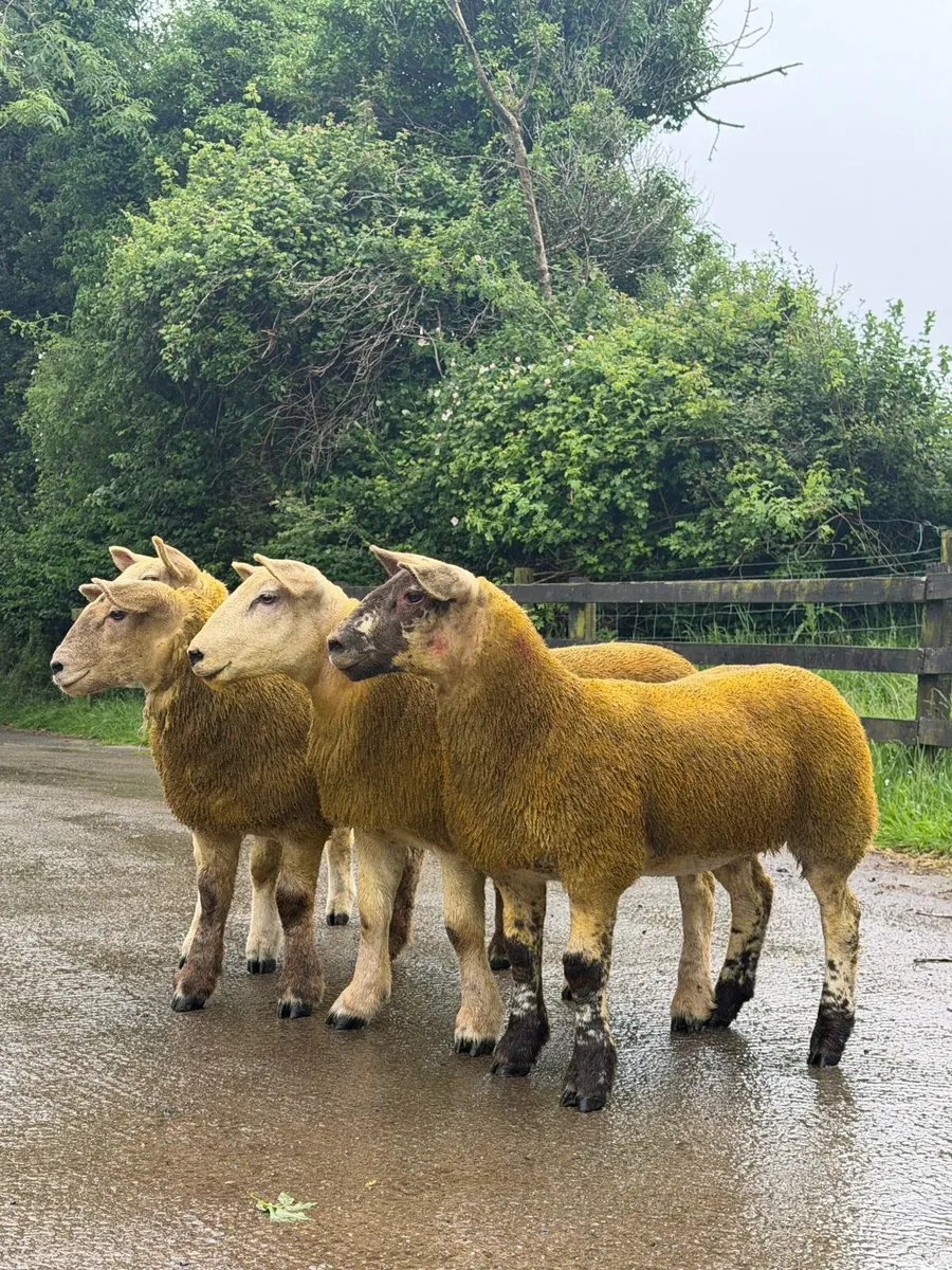 Show ewe lambs - Image 2