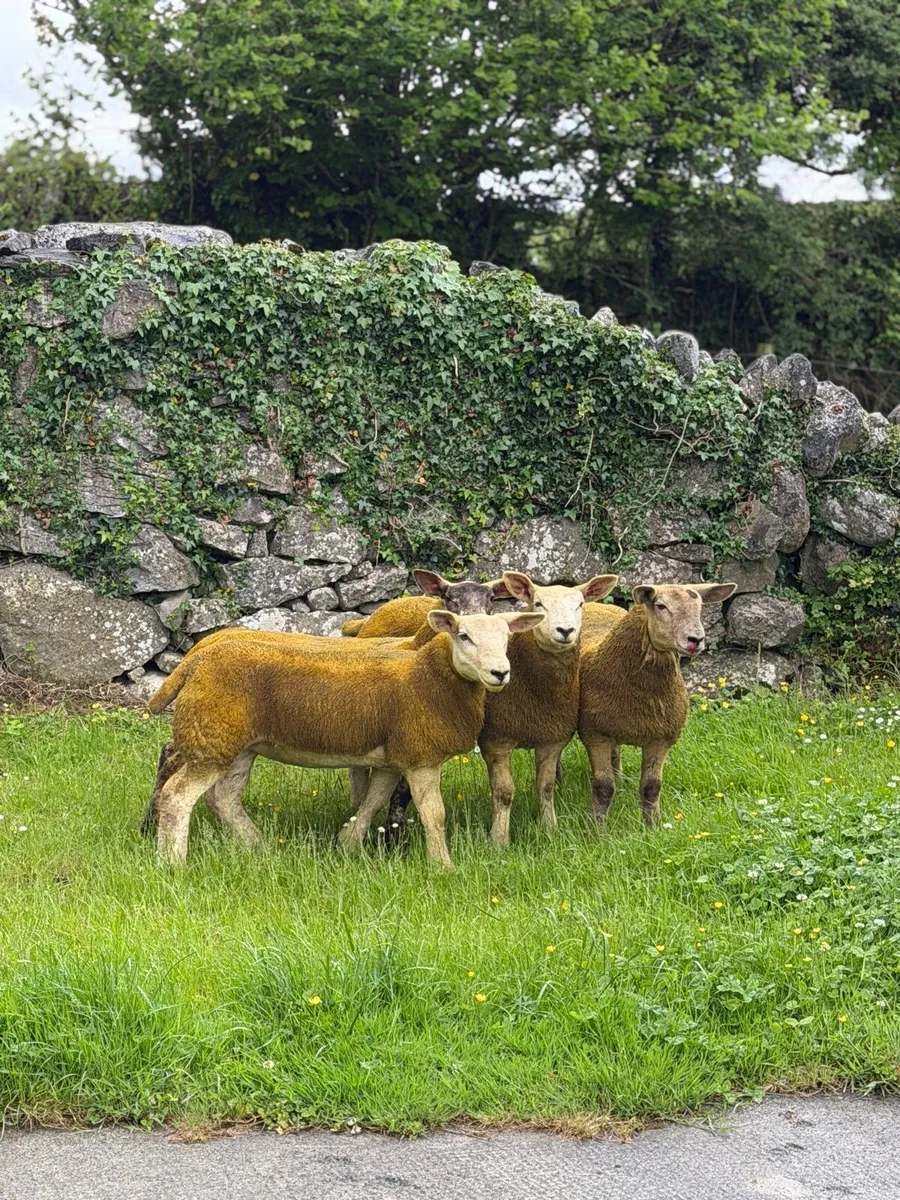 Show ewe lambs - Image 3