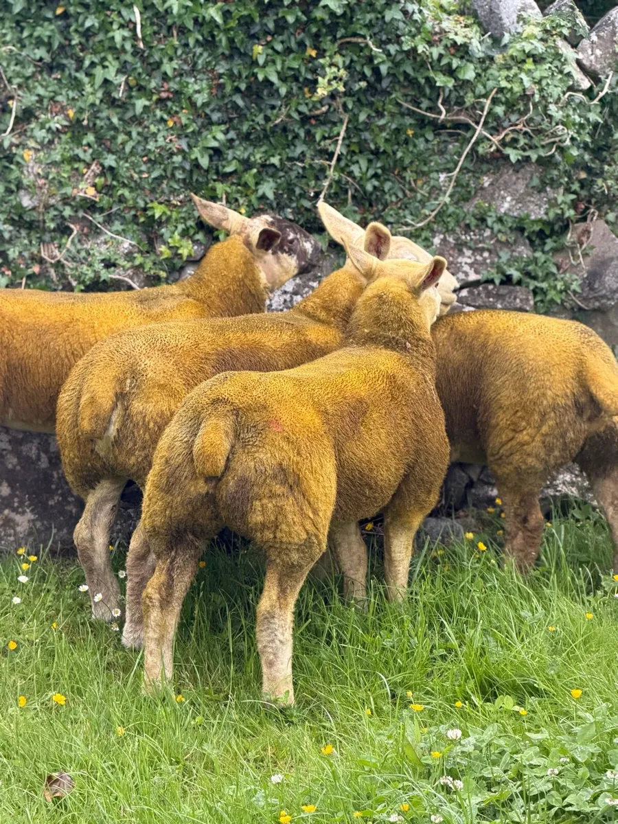 Show ewe lambs - Image 4