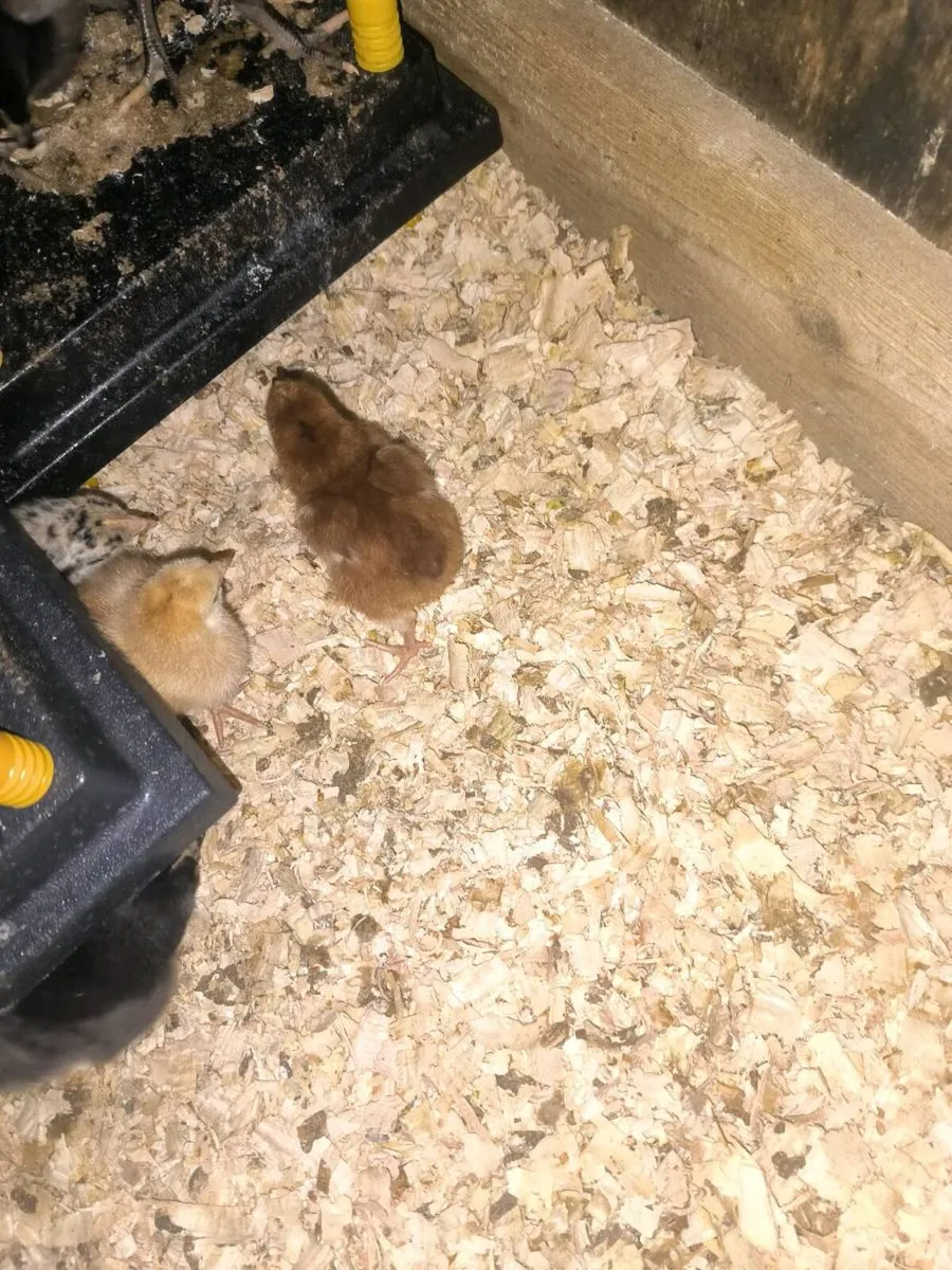 Heritage Rhode island red chicks day olds - Image 2