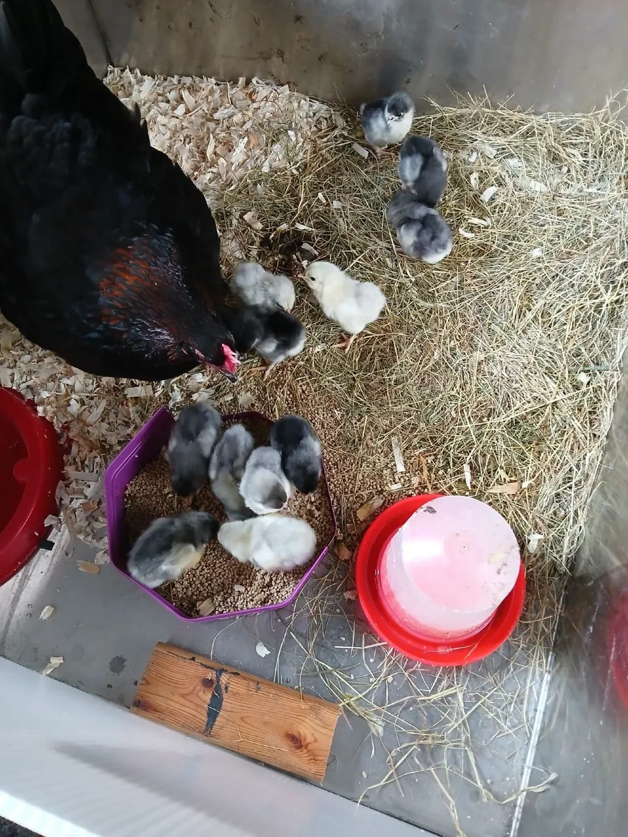 Copper Maran hen & chicks - Image 2