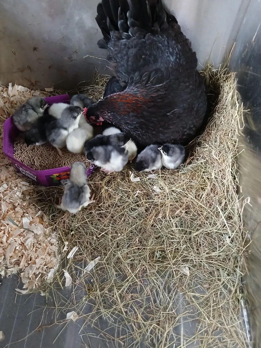 Copper Maran hen & chicks - Image 3