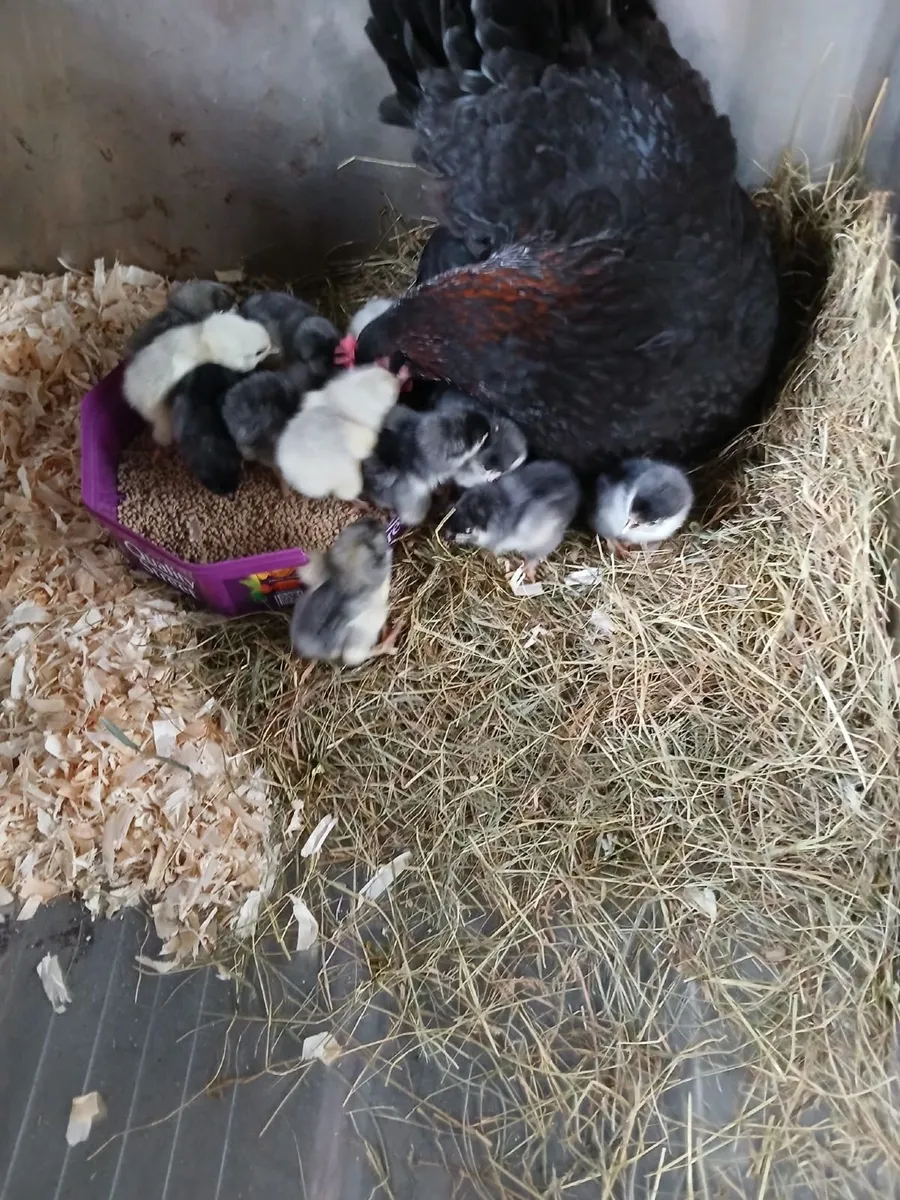 Copper Maran hen & chicks - Image 4