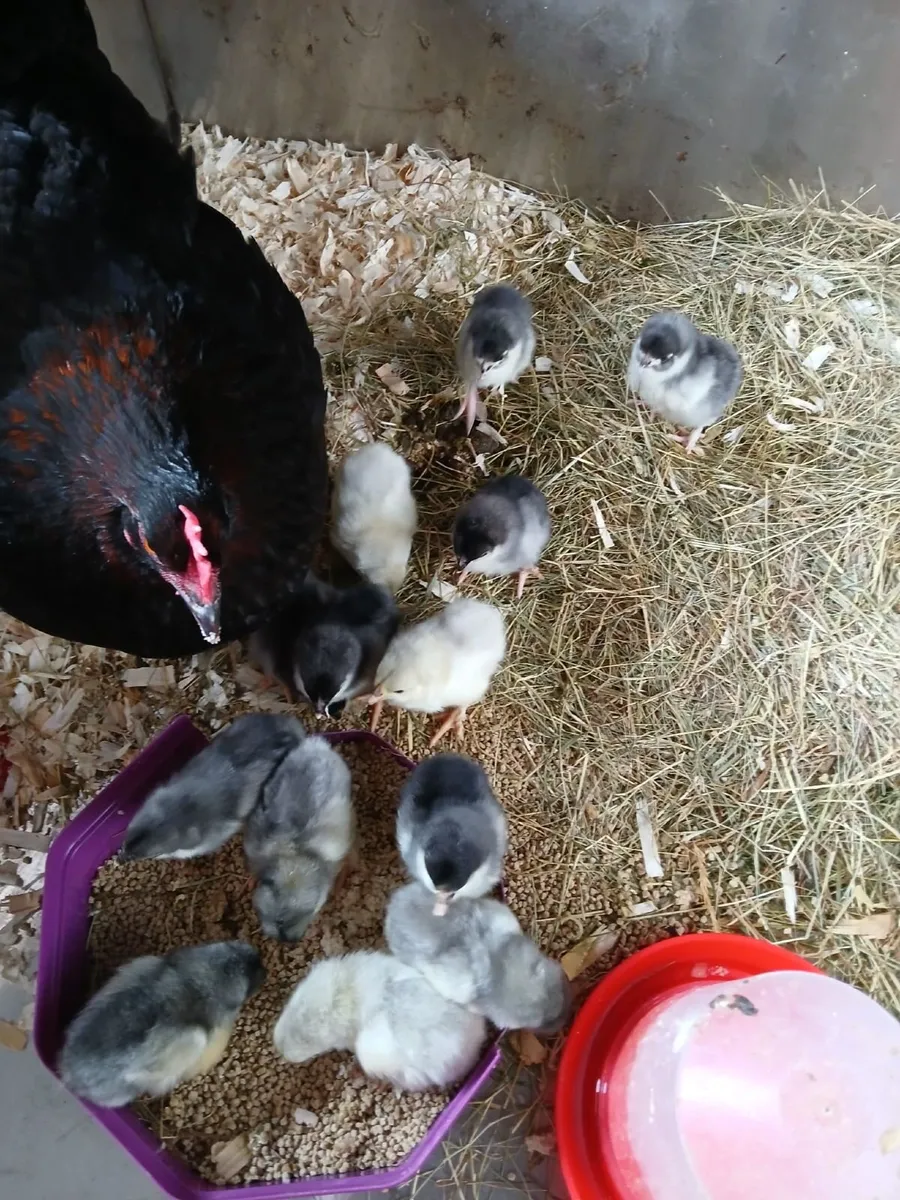 Copper Maran hen & chicks - Image 1