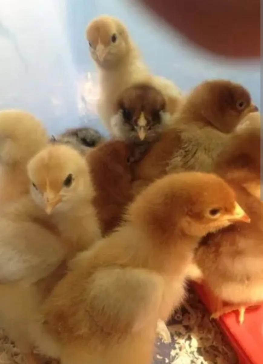 Heritage Rhode island red chicks day olds - Image 1