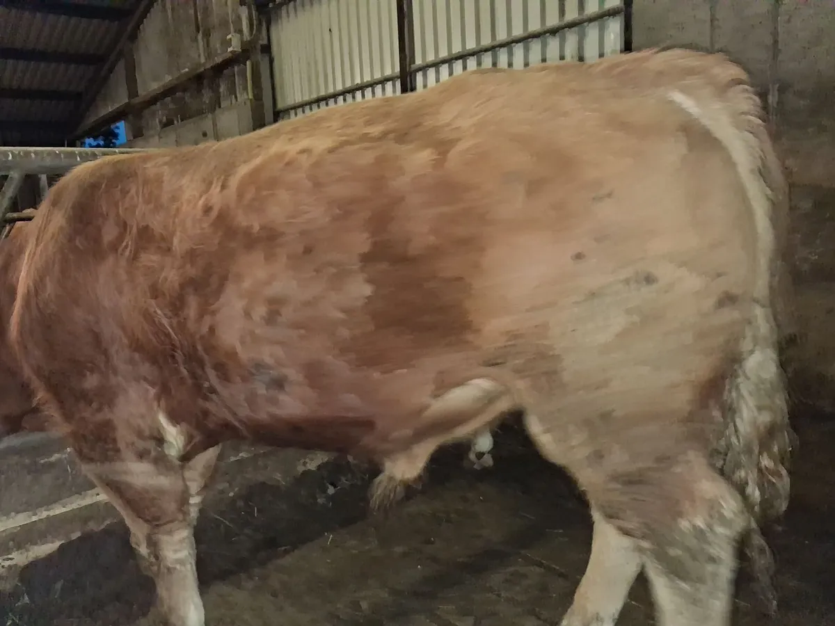 Pedigree Bulls - Image 4