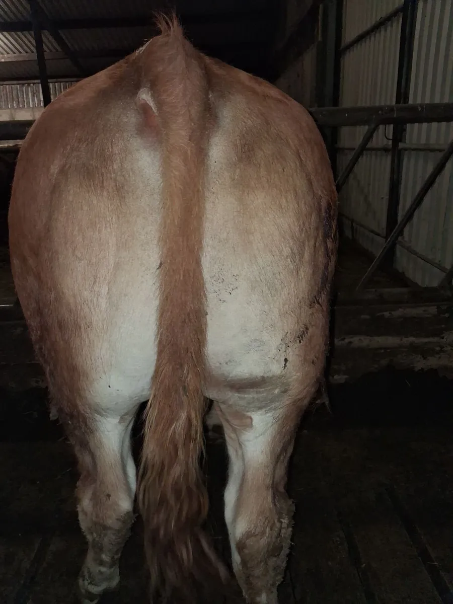 Pedigree Bulls - Image 2