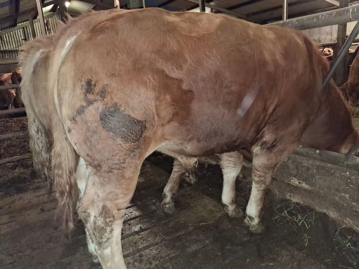 Pedigree Bulls - Image 3