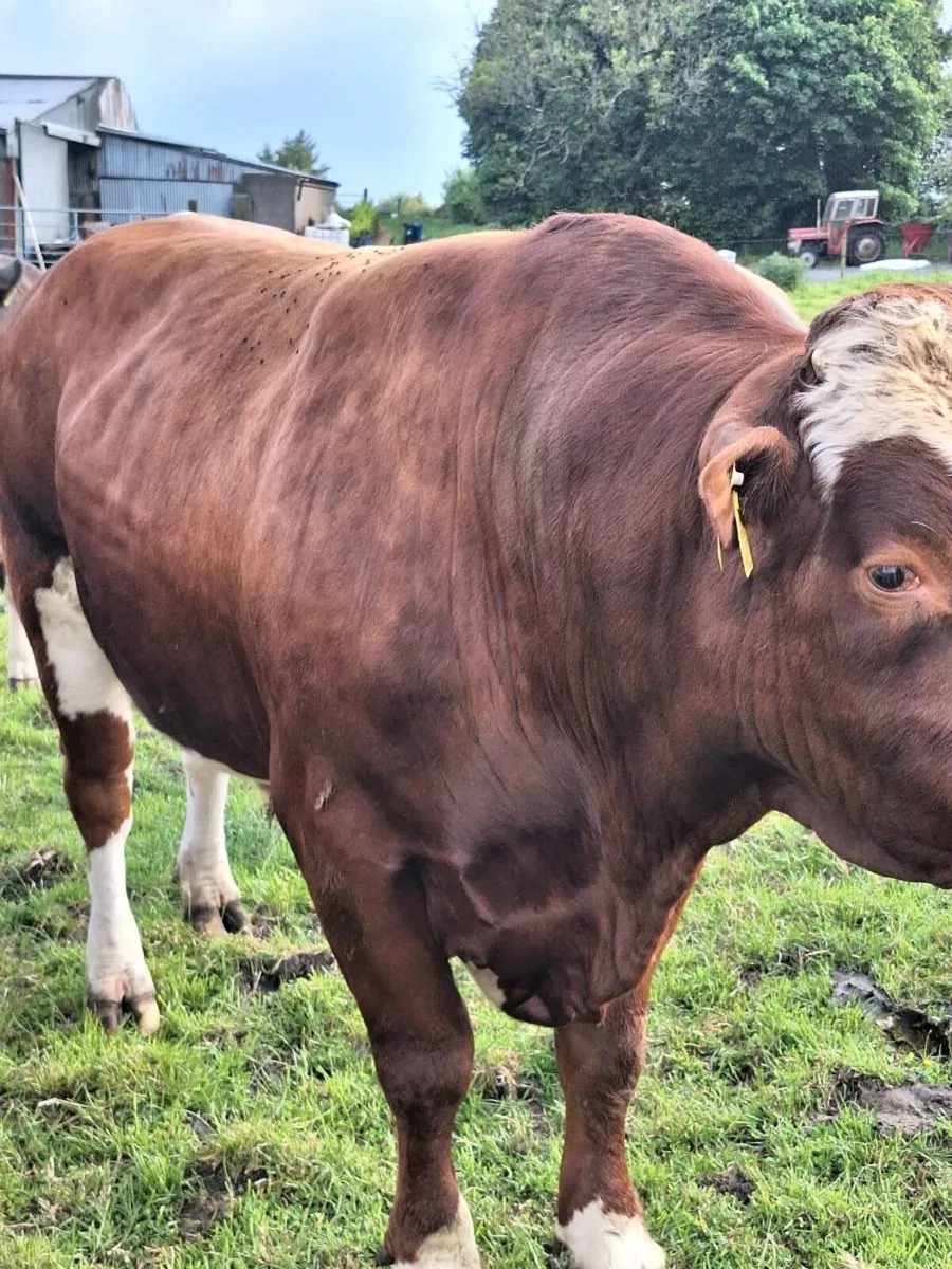 Shorthorn/Belgium Blue Hybrid  Bull - Image 1