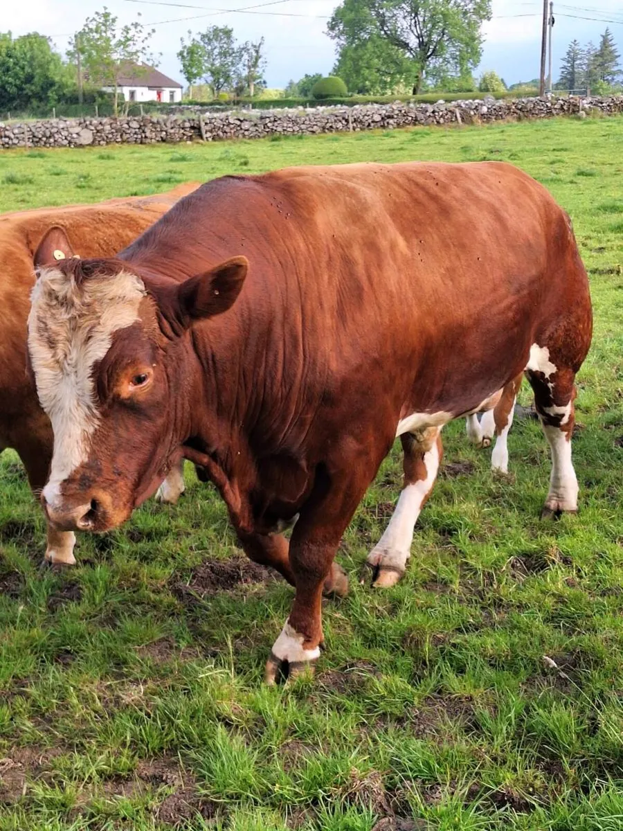 Shorthorn/Belgium Blue Hybrid  Bull - Image 2