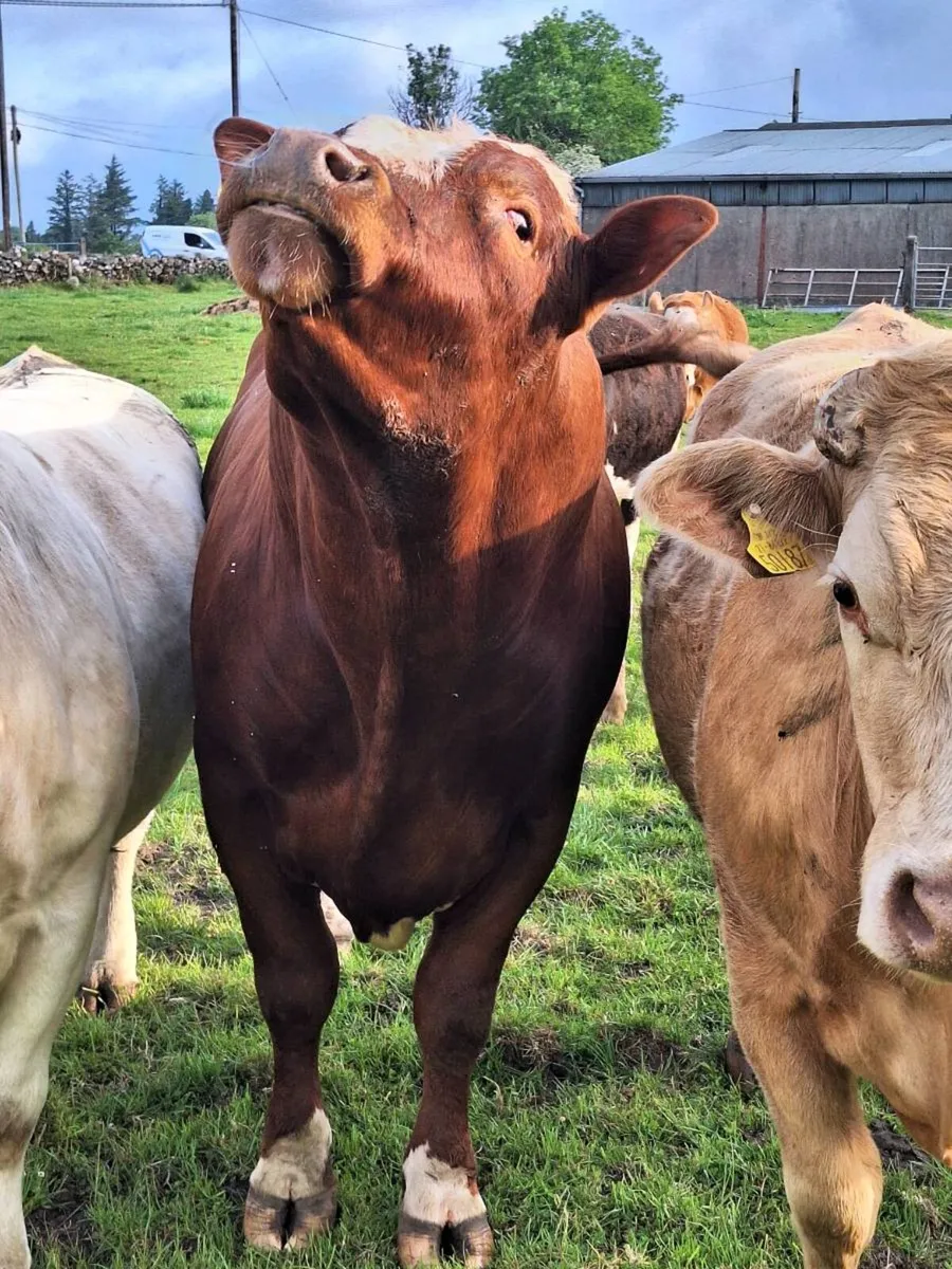 Shorthorn/Belgium Blue Hybrid  Bull - Image 3