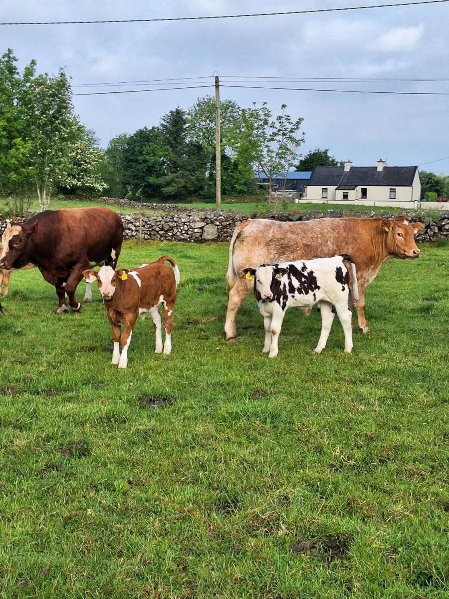 Shorthorn/Belgium Blue Hybrid  Bull - Image 4