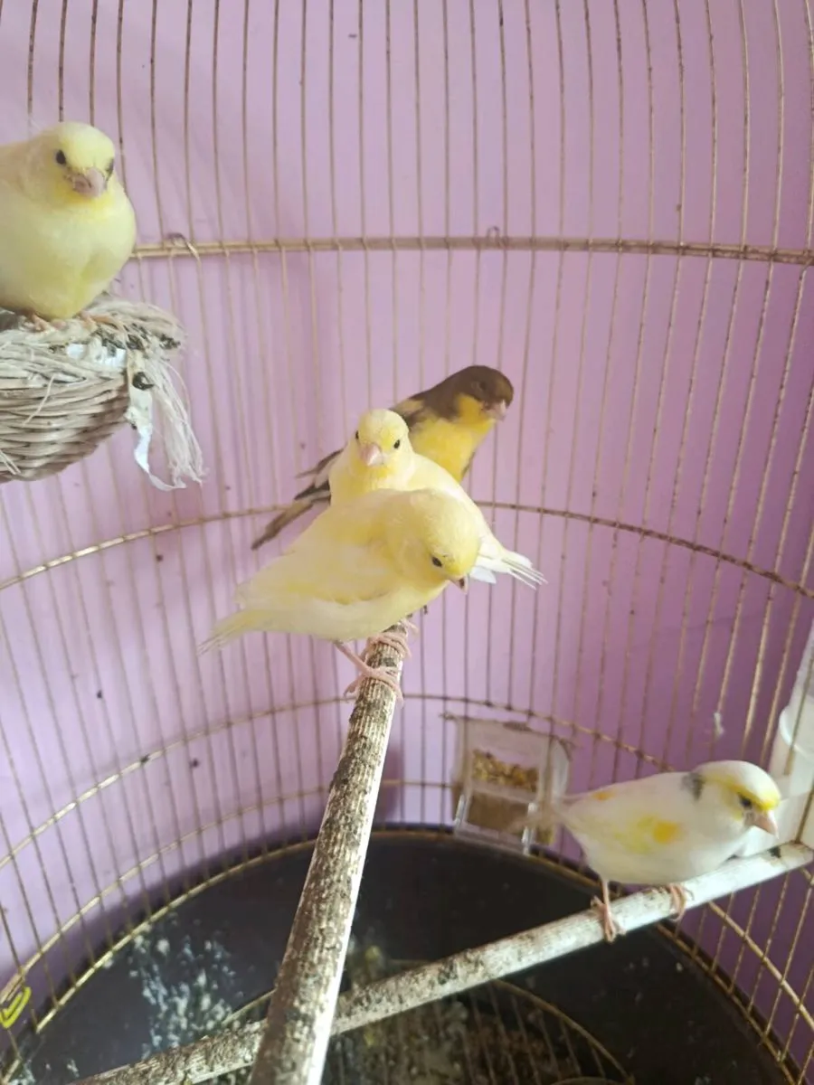3 hen canarys