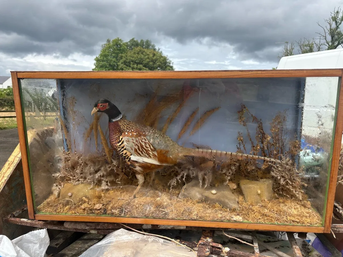 Pheasant Taxidermy - Image 3