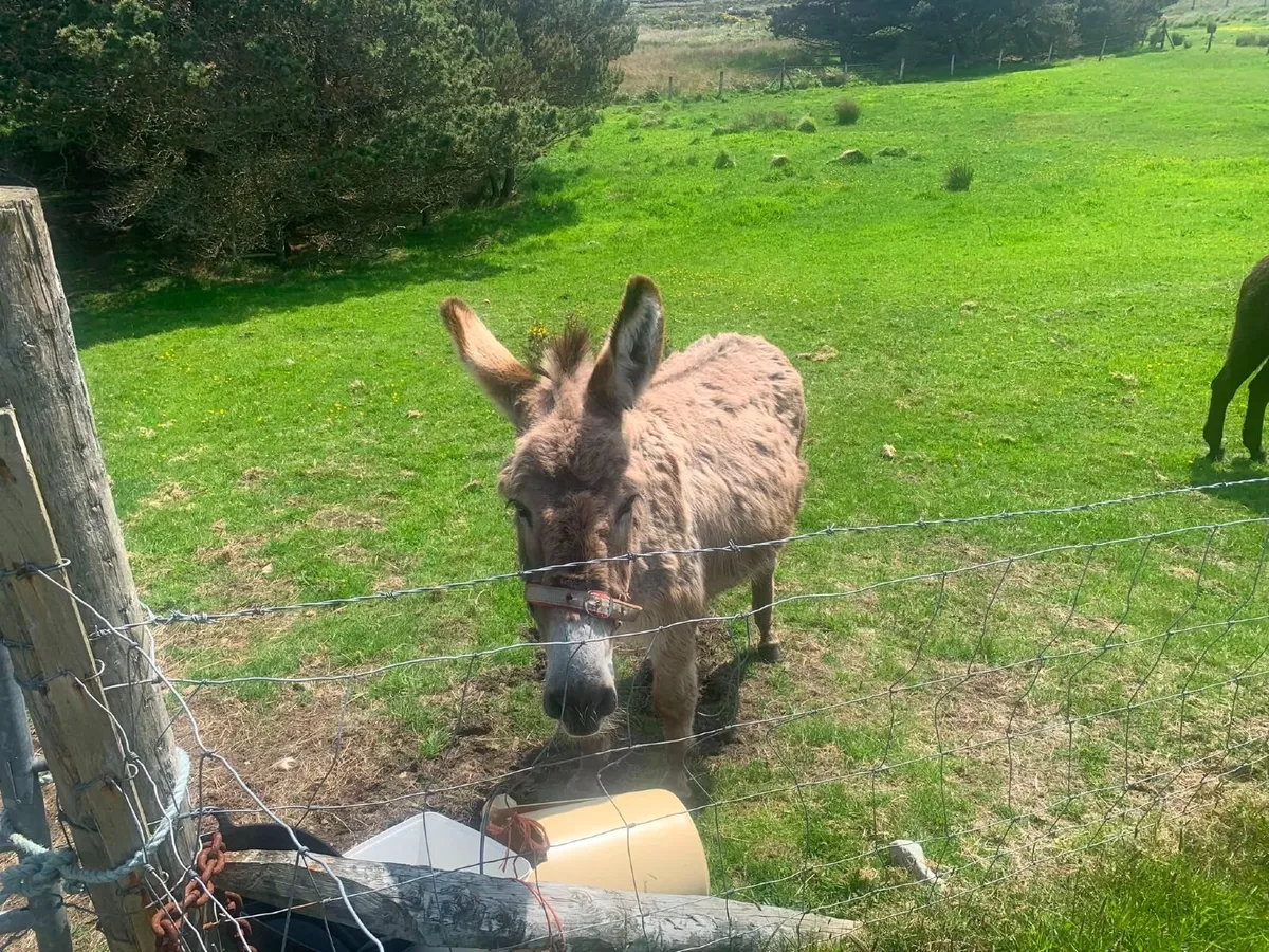 Donkey - Image 2