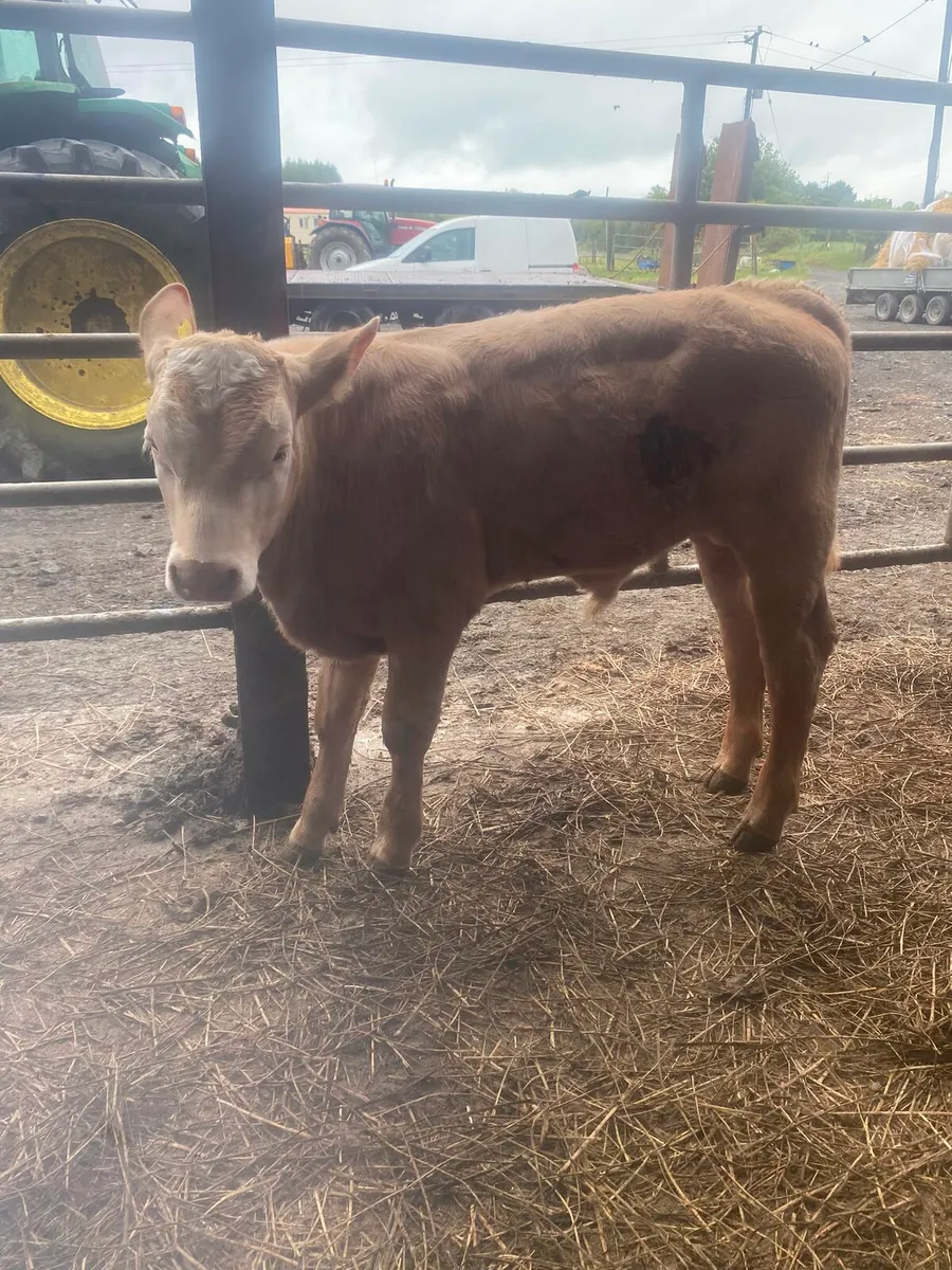 Strong calves ready for the grass - Image 3
