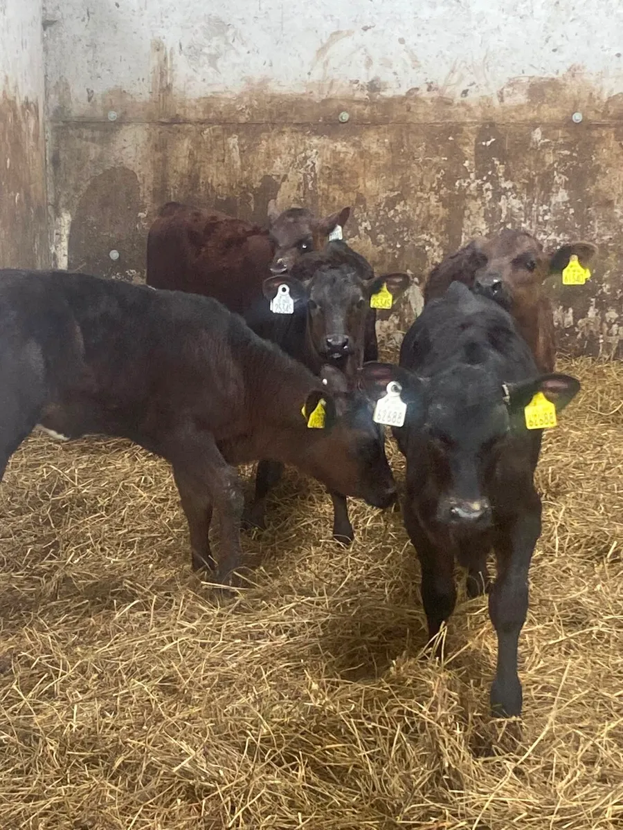 Strong calves ready for the grass - Image 4