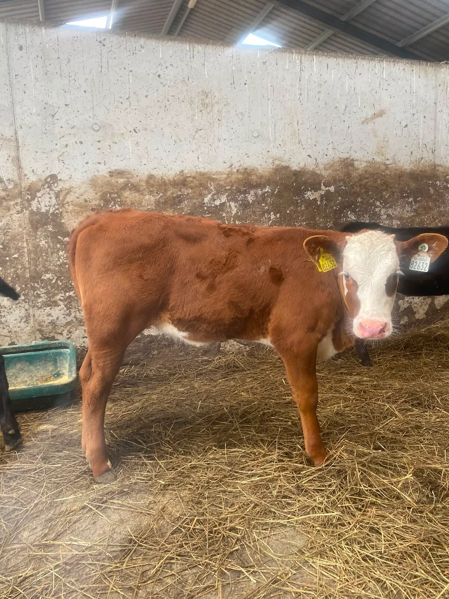 Strong calves ready for the grass - Image 1