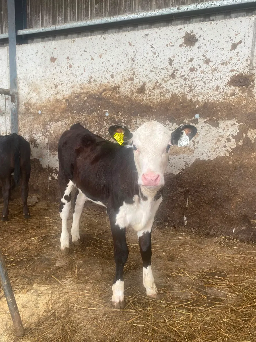 Strong calves ready for the grass - Image 2
