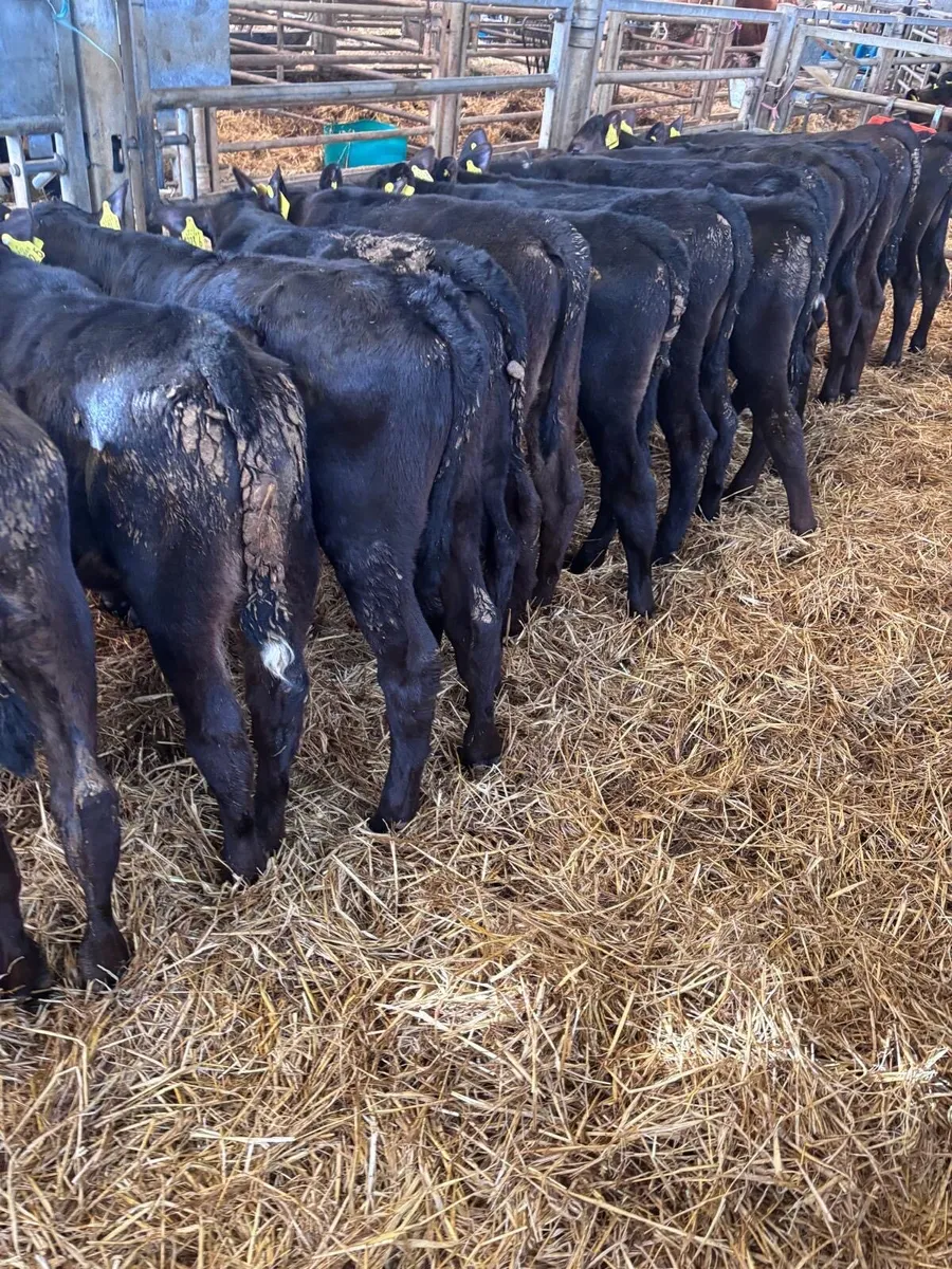 Angus bull’s. - Image 1