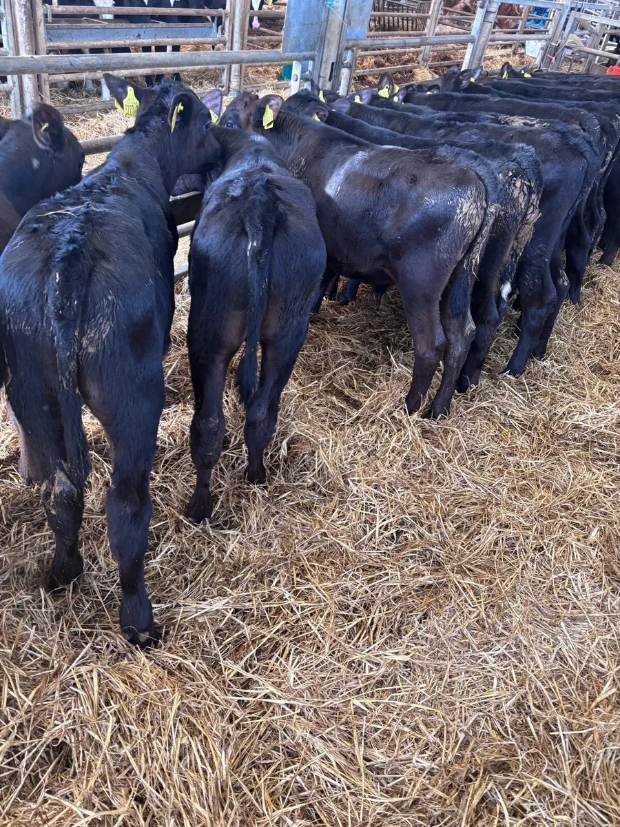 Angus bull’s. - Image 2