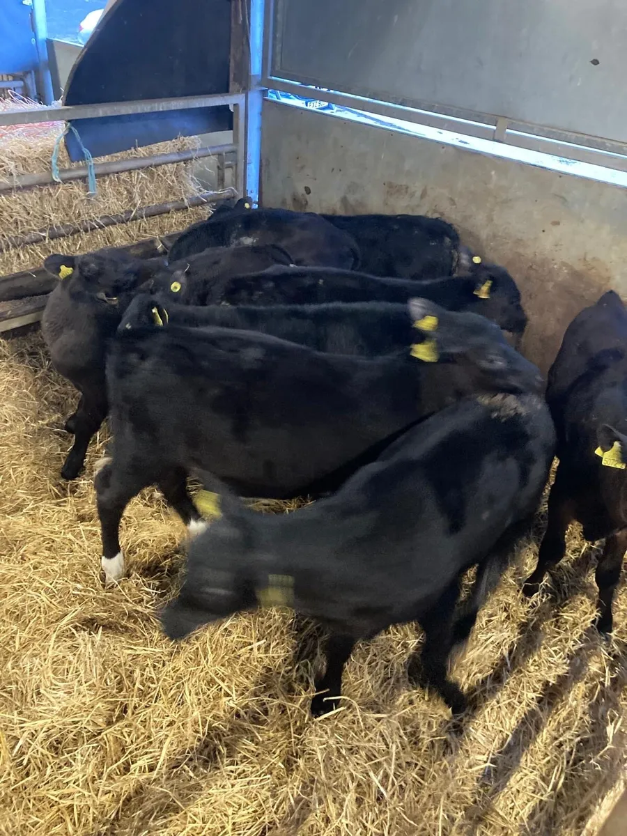 Angus bull’s. - Image 3