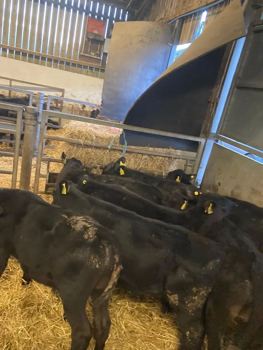 Angus bull’s. - Image 4