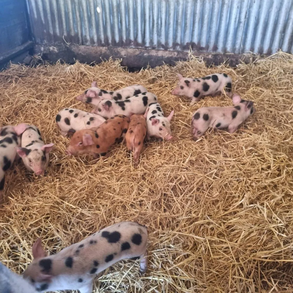 Duroc x Gloucester old spot for sale - Image 2