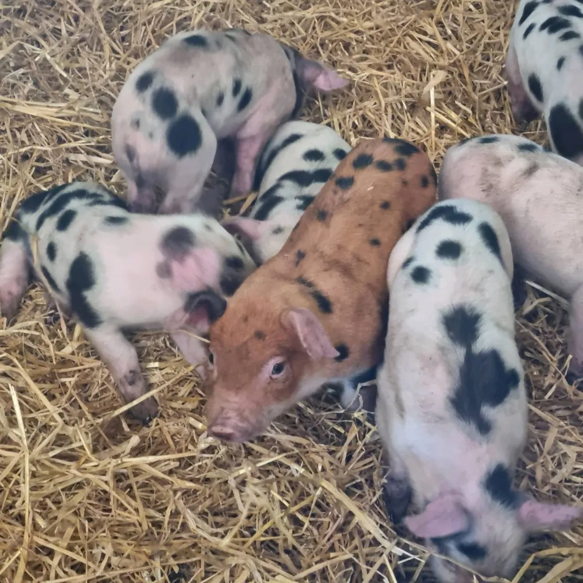 Duroc x Gloucester old spot for sale - Image 3