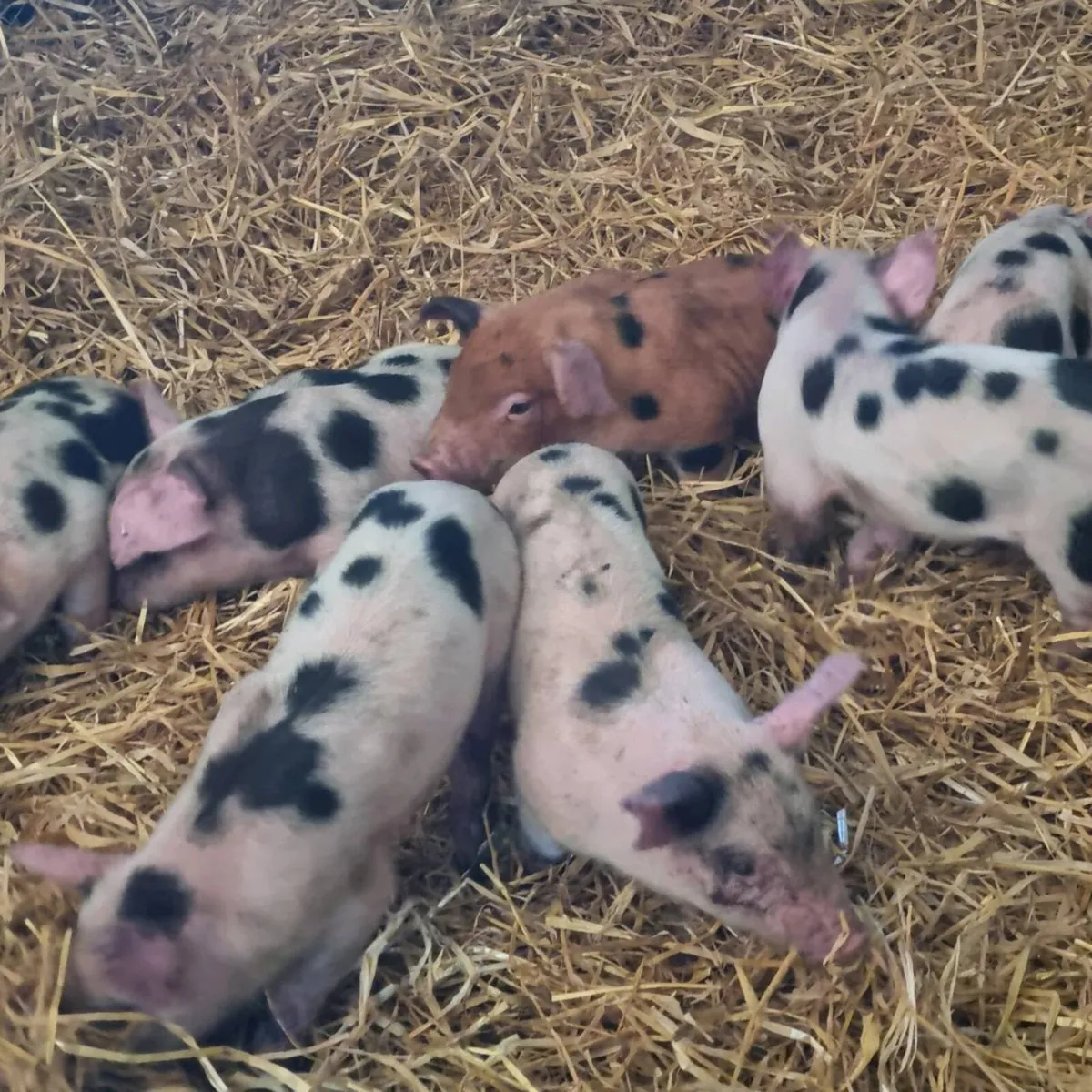 Duroc x Gloucester old spot for sale - Image 4