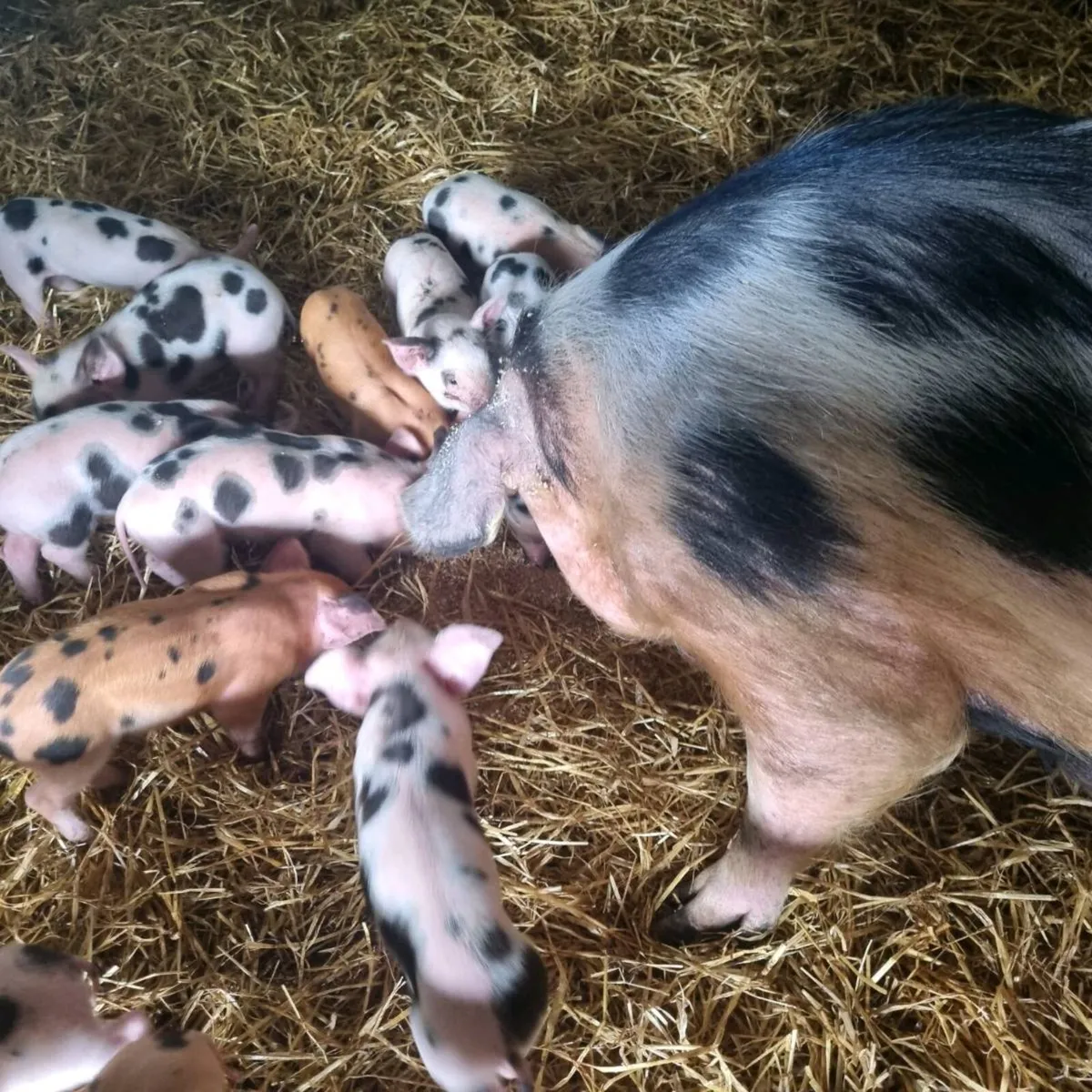 Duroc x Gloucester old spot for sale - Image 1