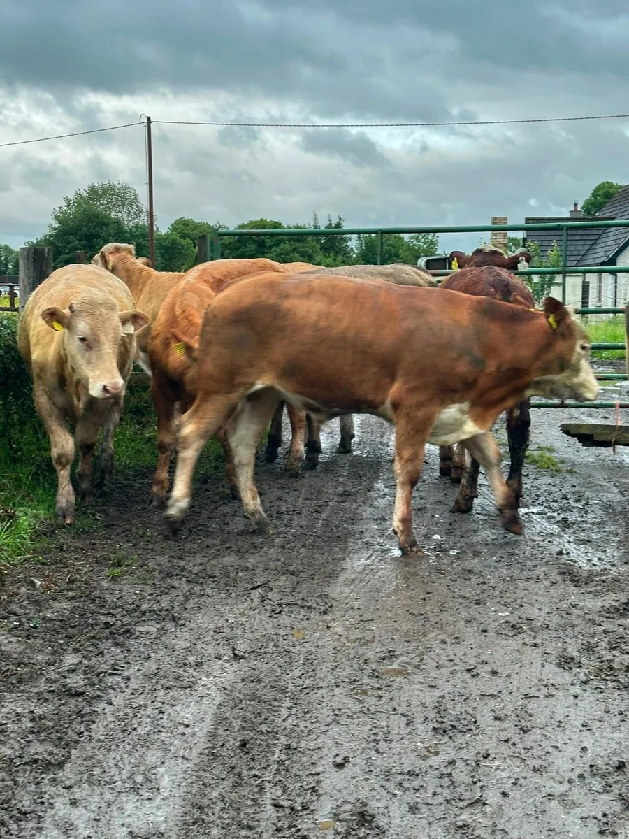 12 lovely Charlie bullocks for sale - Image 1