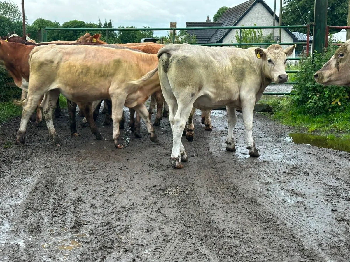 12 lovely Charlie bullocks for sale - Image 2