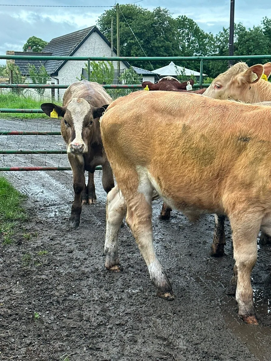 12 lovely Charlie bullocks for sale - Image 4